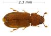 Synchita mediolanensis